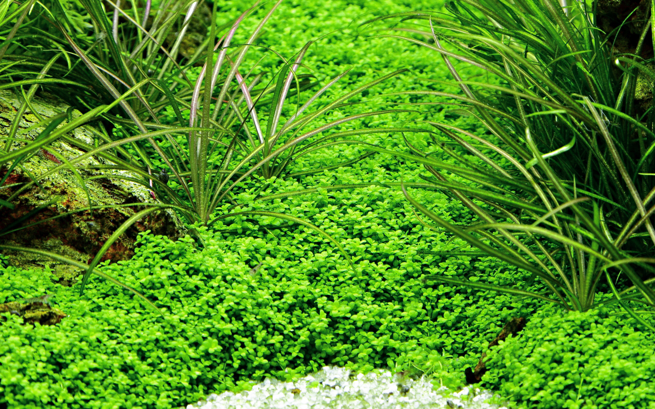 Hemianthus callitrichoides 'Cuba' – Image 3