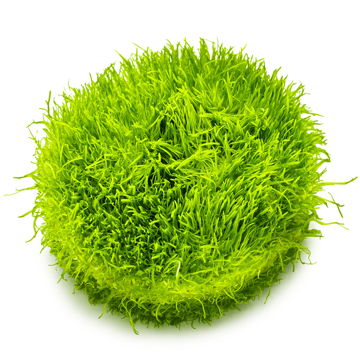 Utricularia graminifolia