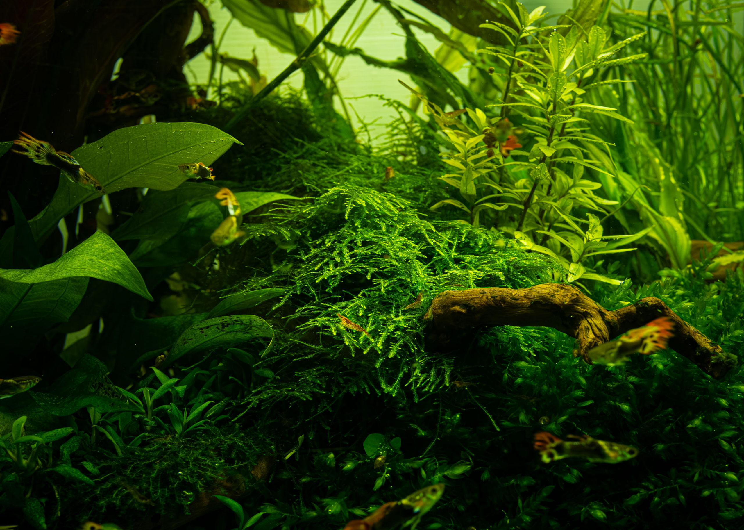 Taxiphyllum alternans 'Taiwan Moss'