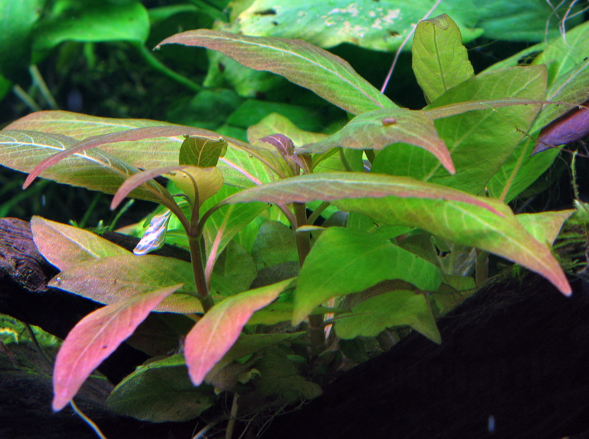 Hygrophila corymbosa 'Compact'