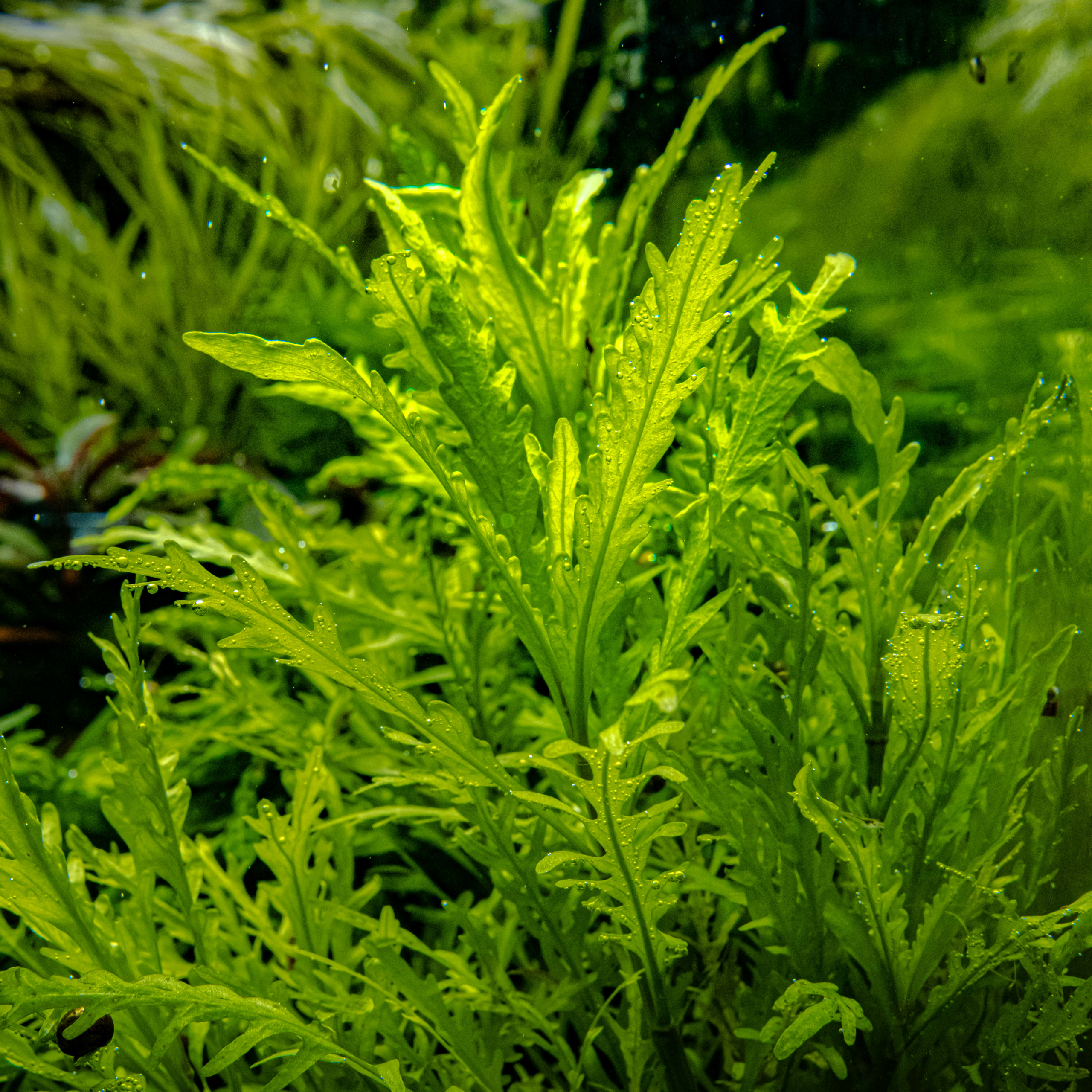 Hygrophila odora