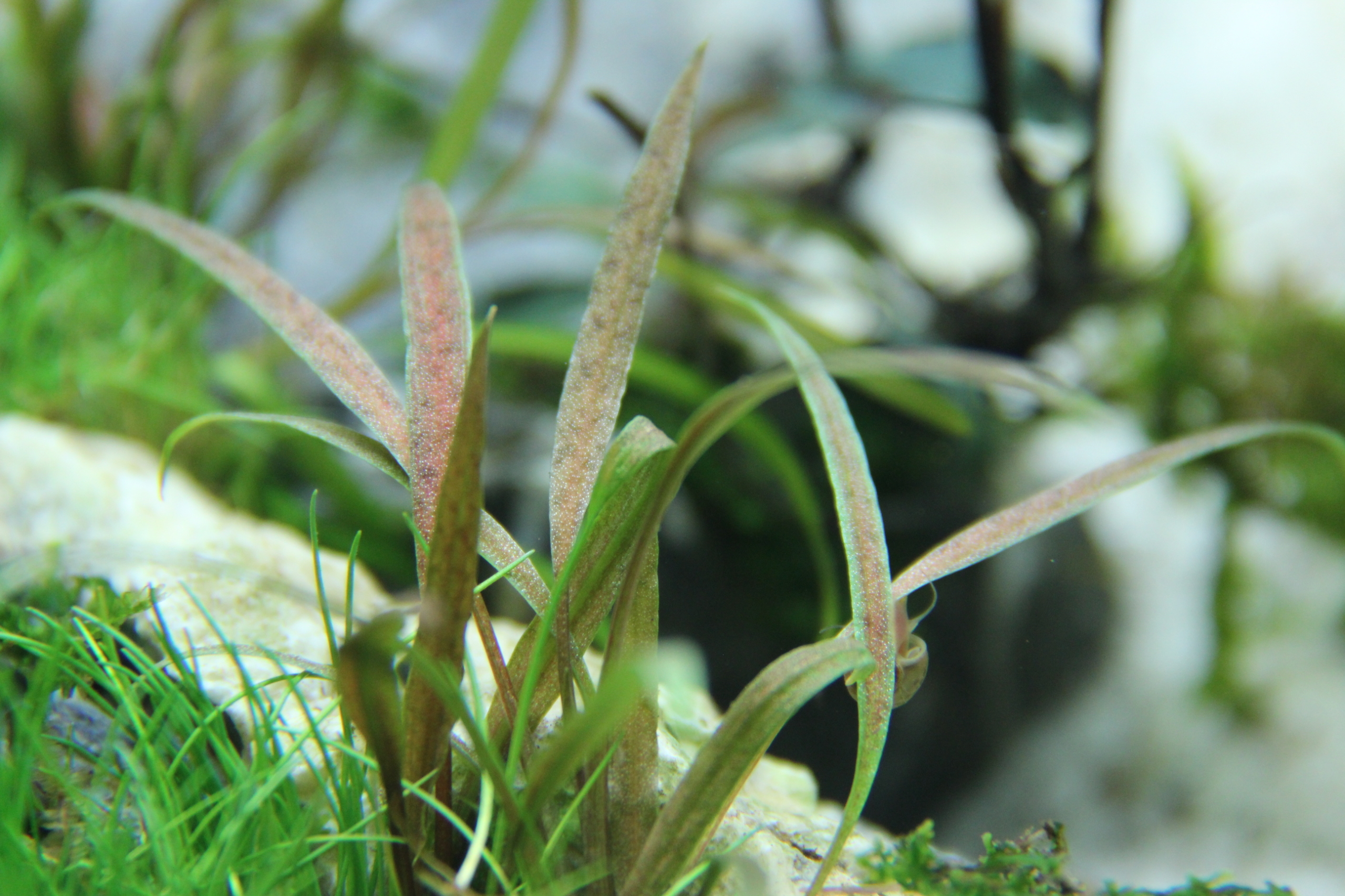 Cryptocoryne albida 'Brown'