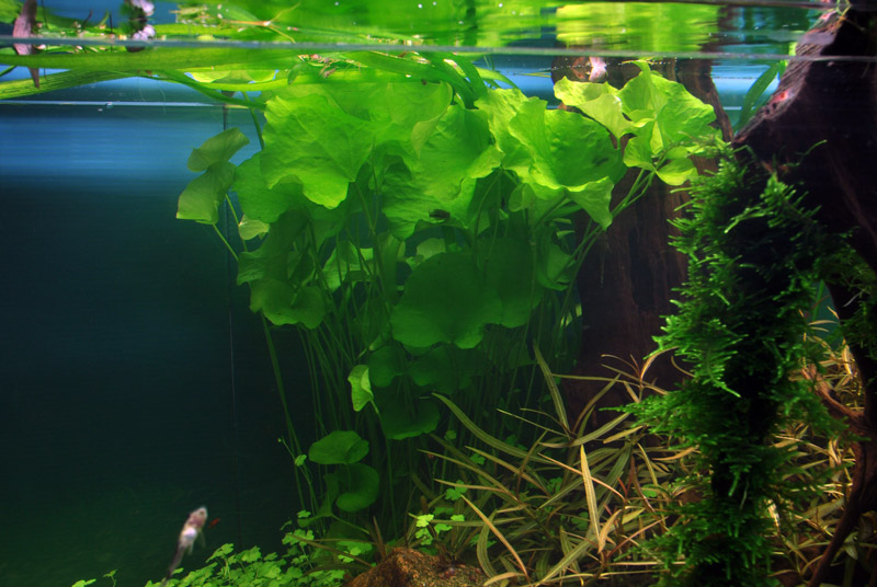 Nymphoides hydrophylla 'Taiwan' – Image 4