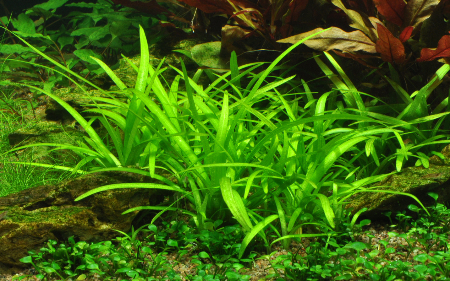 Sagittaria subulata – Image 3