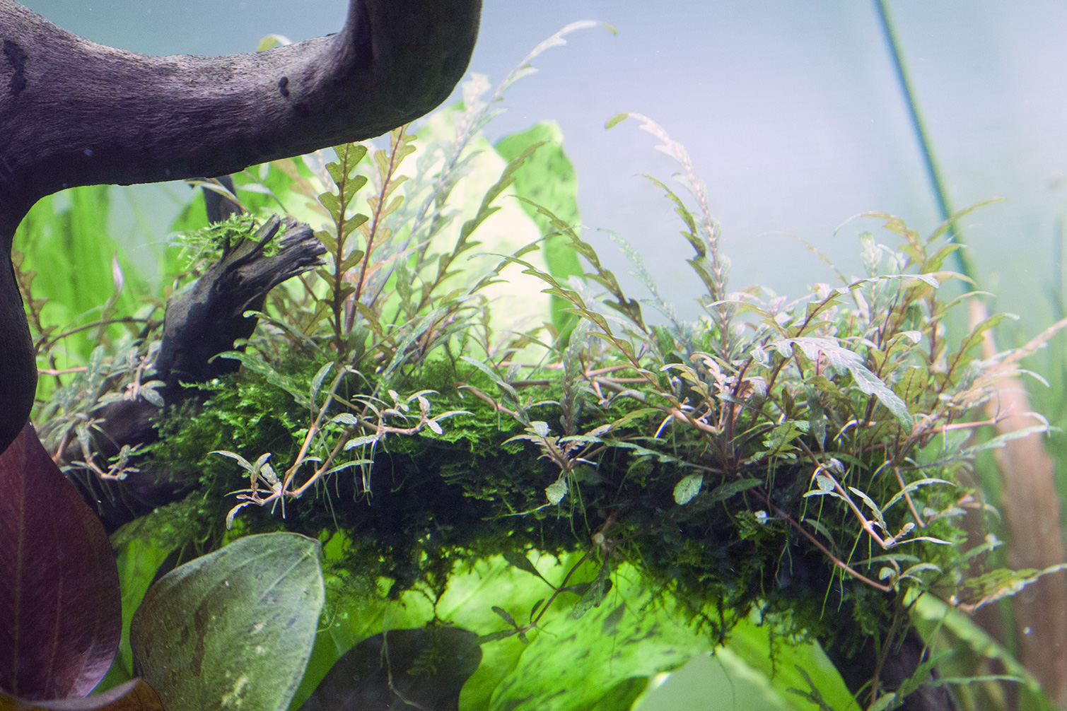 Hygrophila pinnatifida – Image 4