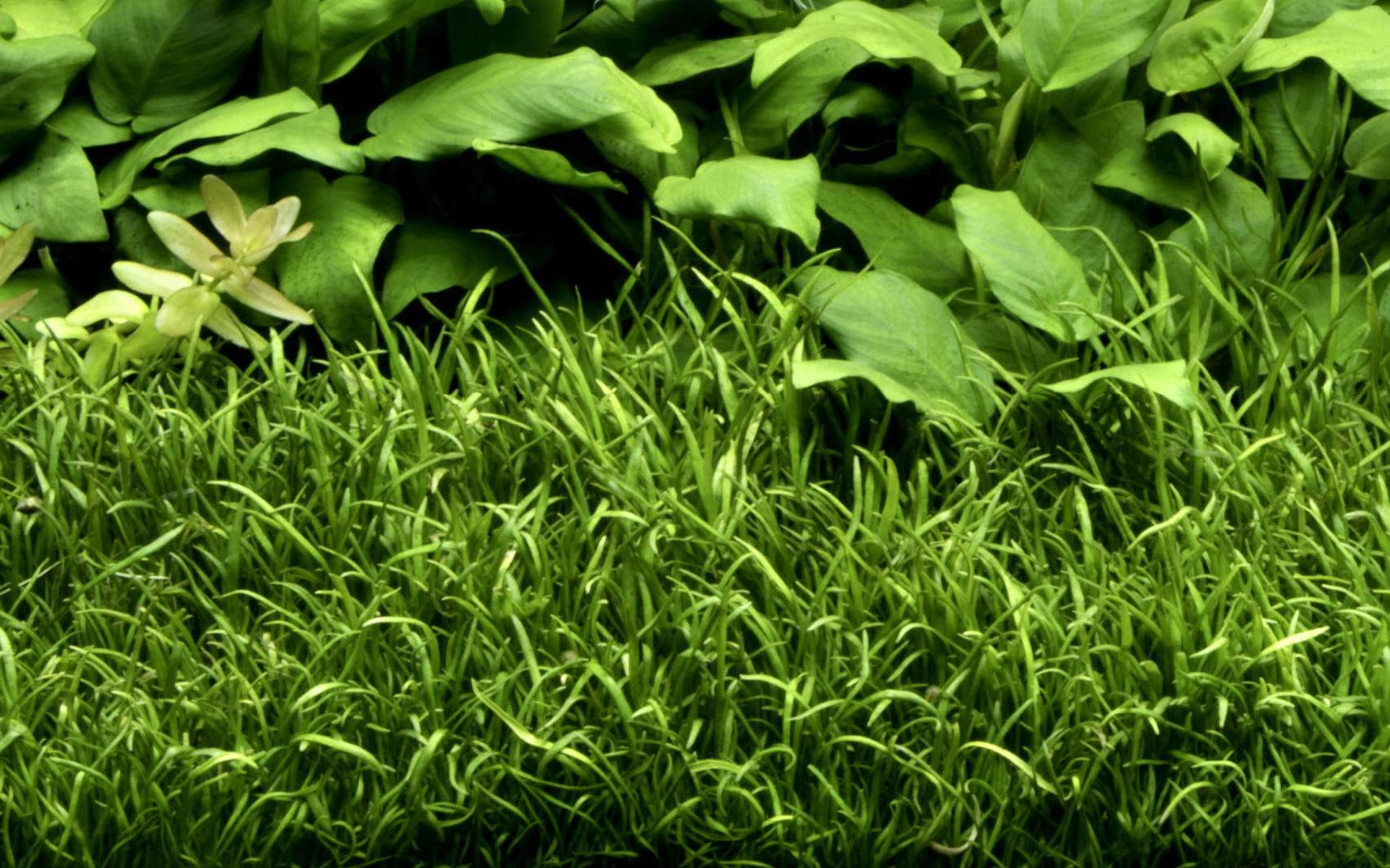 Lilaeopsis brasiliensis – Image 4