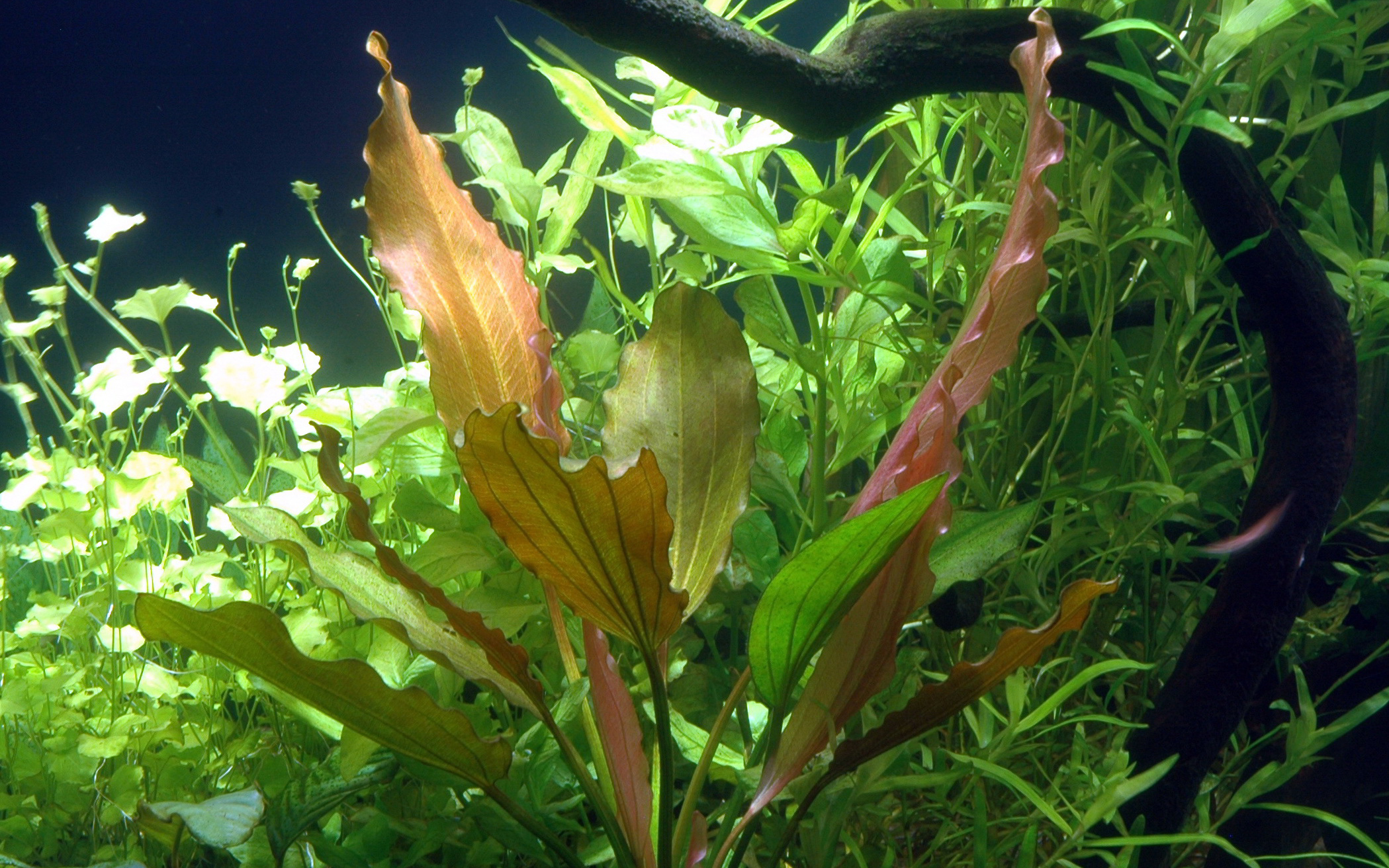 Echinodorus 'Rosé' – Image 3