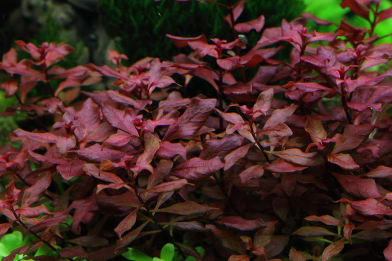 Ludwigia palustris 'Super Red' – Image 4