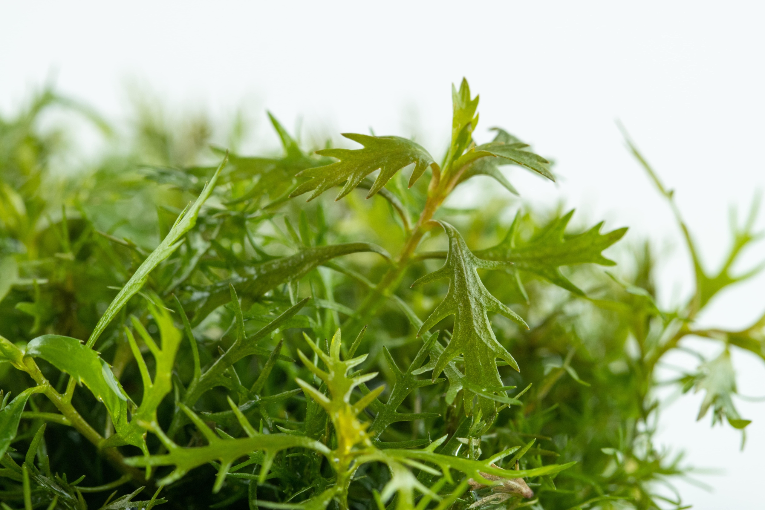 Proserpinaca palustris 'Cuba'