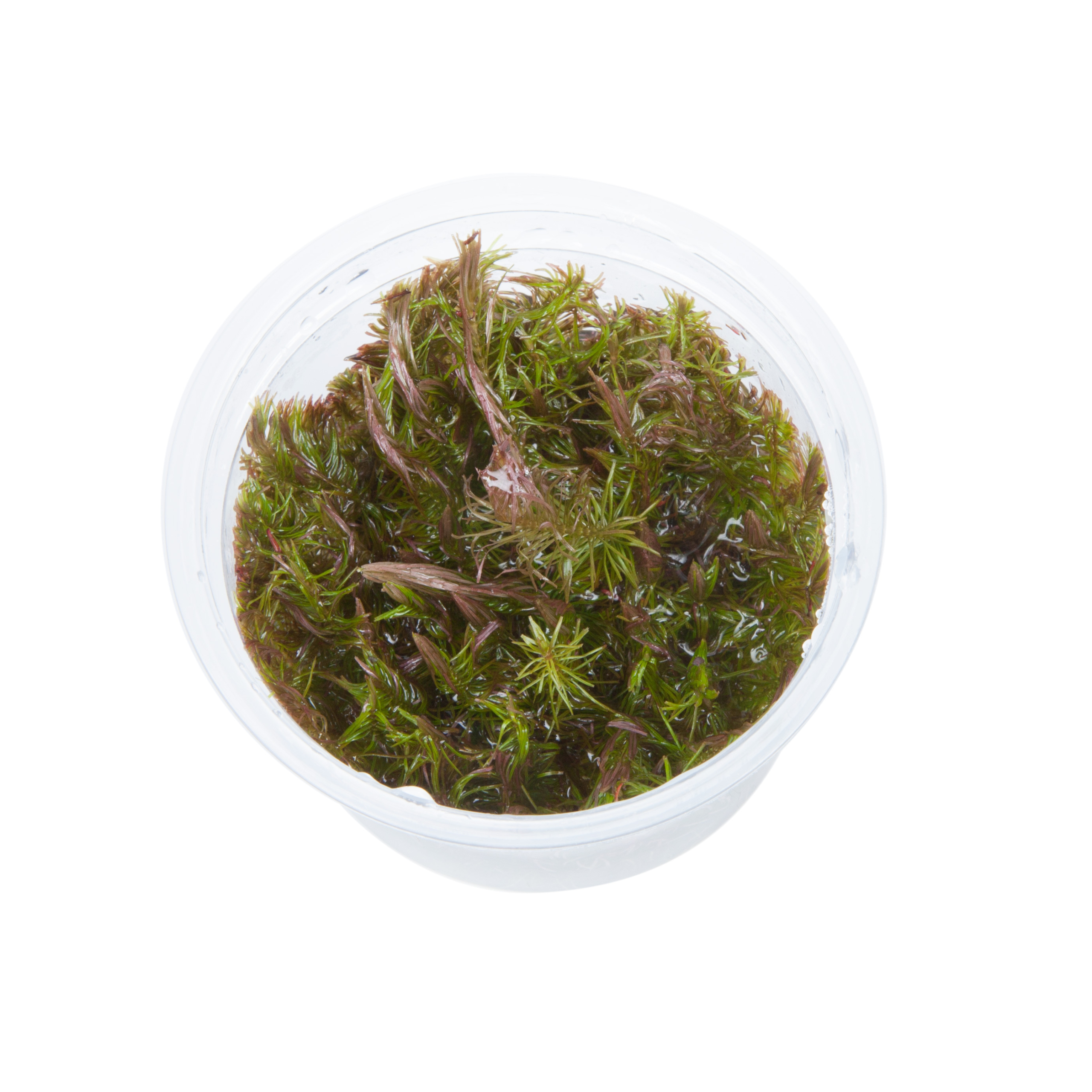 Rotala wallichii