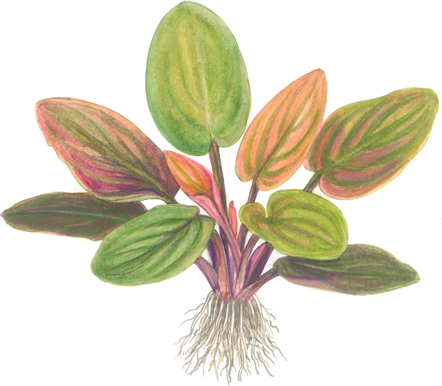 Lagenandra meeboldii 'Red' – Image 3