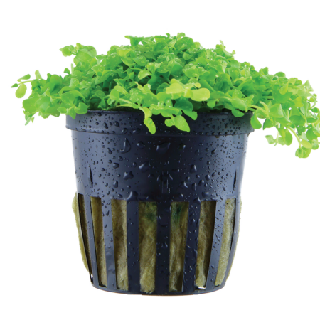 Micranthemum tweediei 'Monte Carlo' - Pot