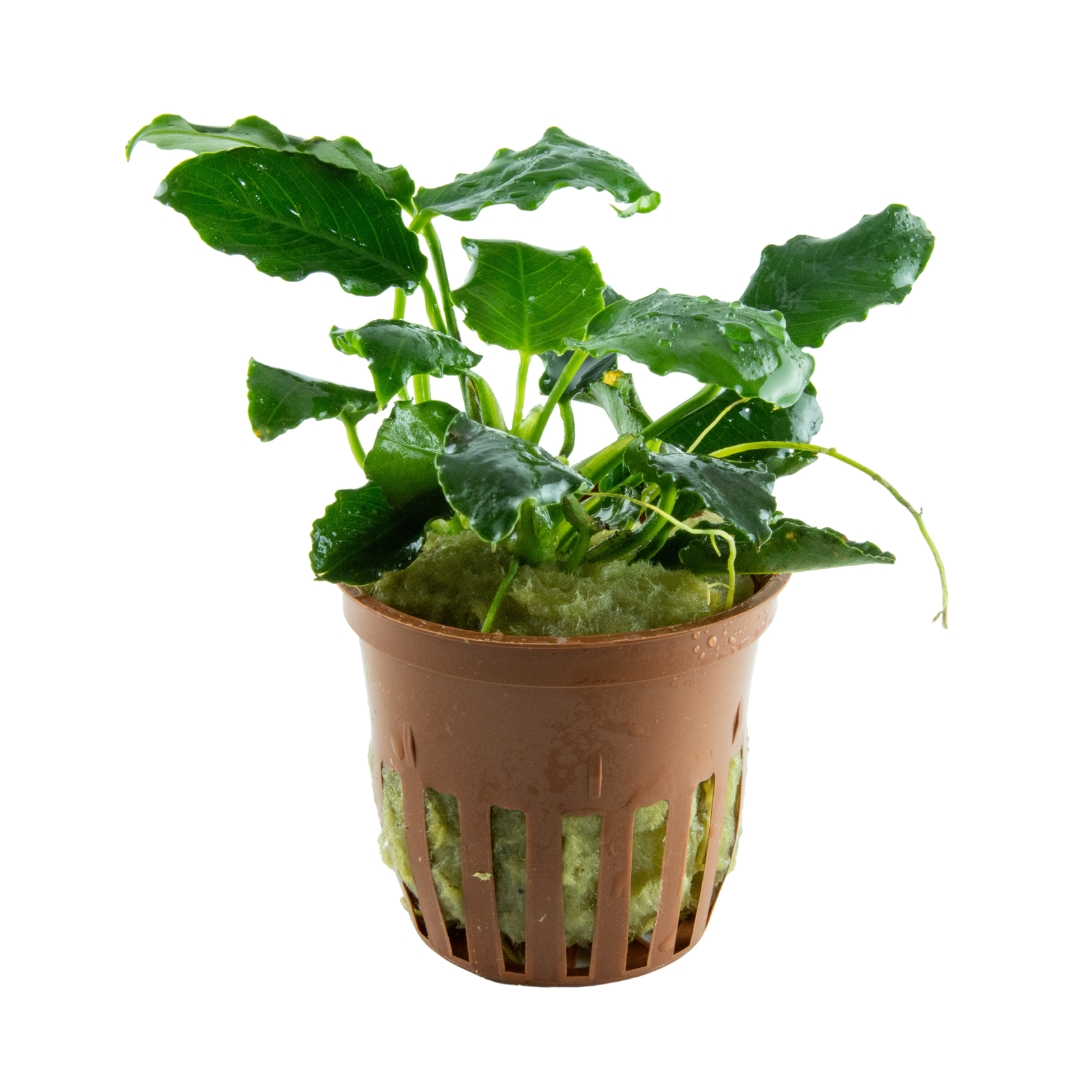 Anubias barteri var. nana ’Kirin’ - Clip