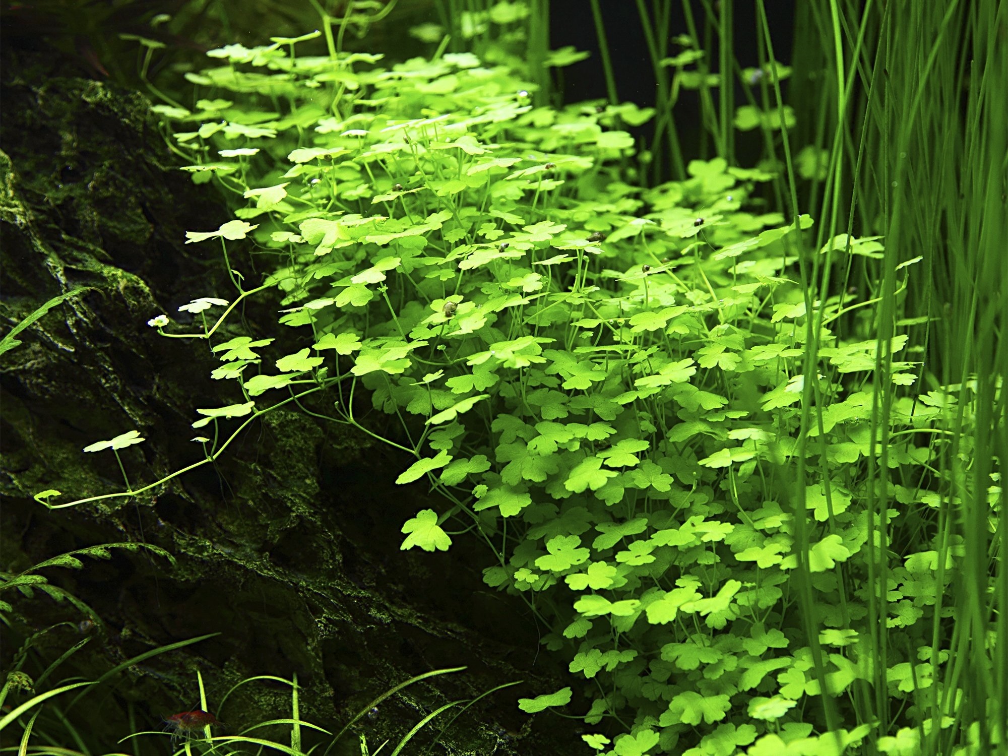 Hydrocotyle tripartita – Image 3