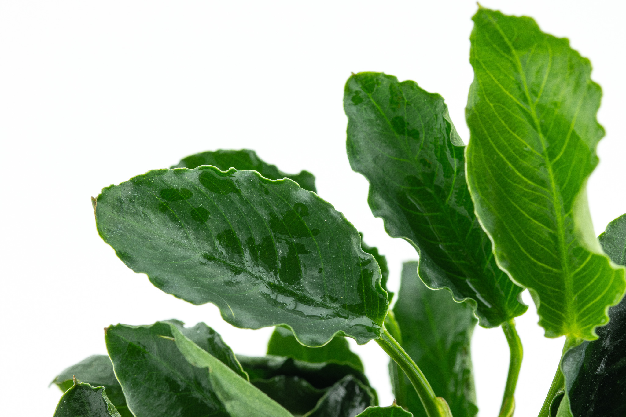 Anubias barteri var. nana ’Kirin’ - Clip