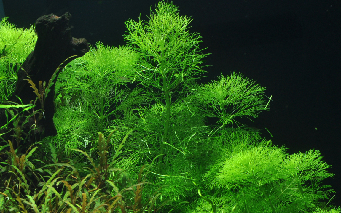 Limnophila aquatica – Image 3