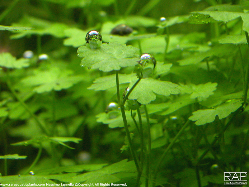 Hydrocotyle tripartita – Image 5