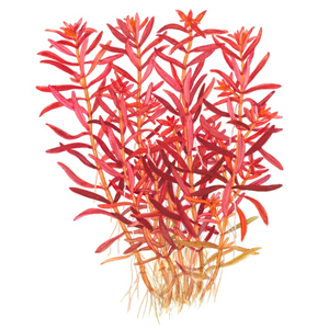 Rotala rotundifolia 'Blood Red' – Image 2