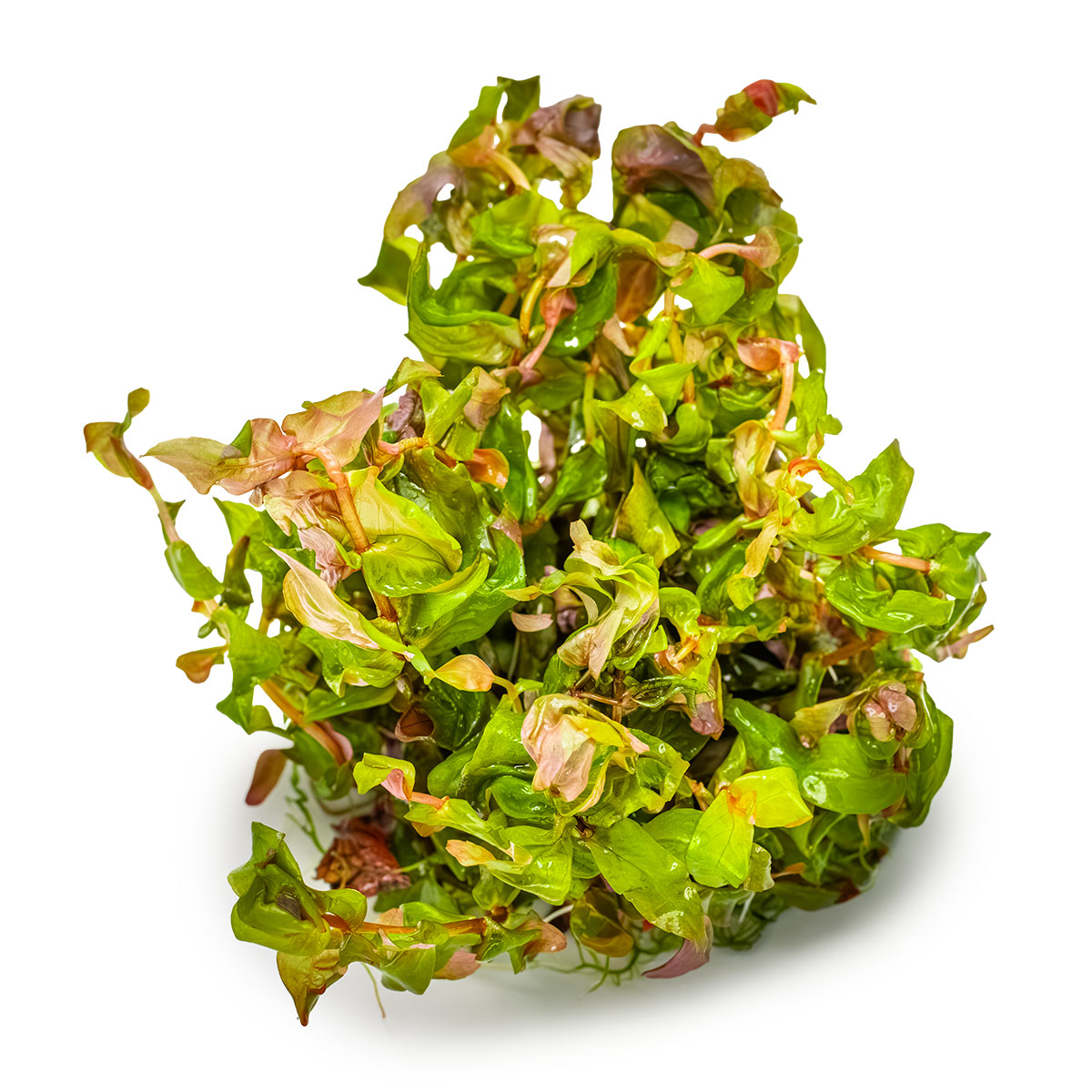 Rotala macrandra – Image 3