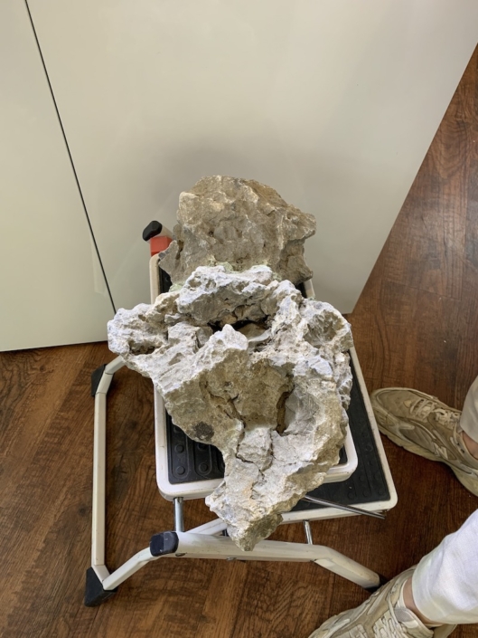 animation daphnee seiryu