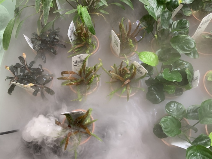 animation daphnee tropica