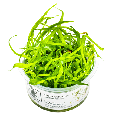 Helanthium tenellum 'Green'