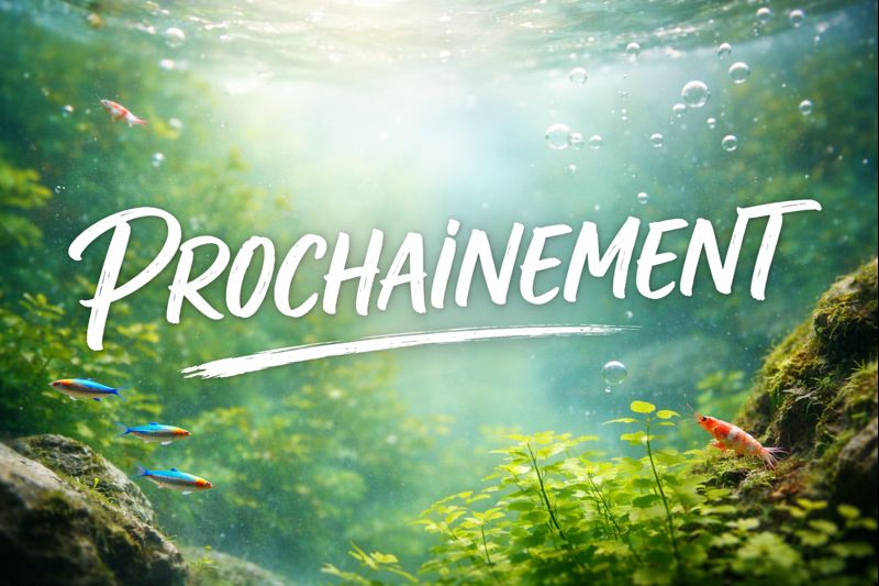 prochainement sur aquarilis.fr prochainement sur aquarilis.fr