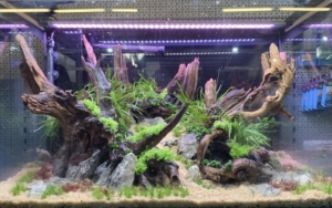 aquariums demonstration aquascaping aquariums demonstration aquascaping