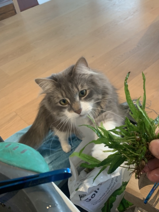 Nature aquarium Brussels 4