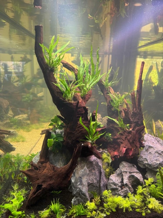 Nature aquarium Brussels 5