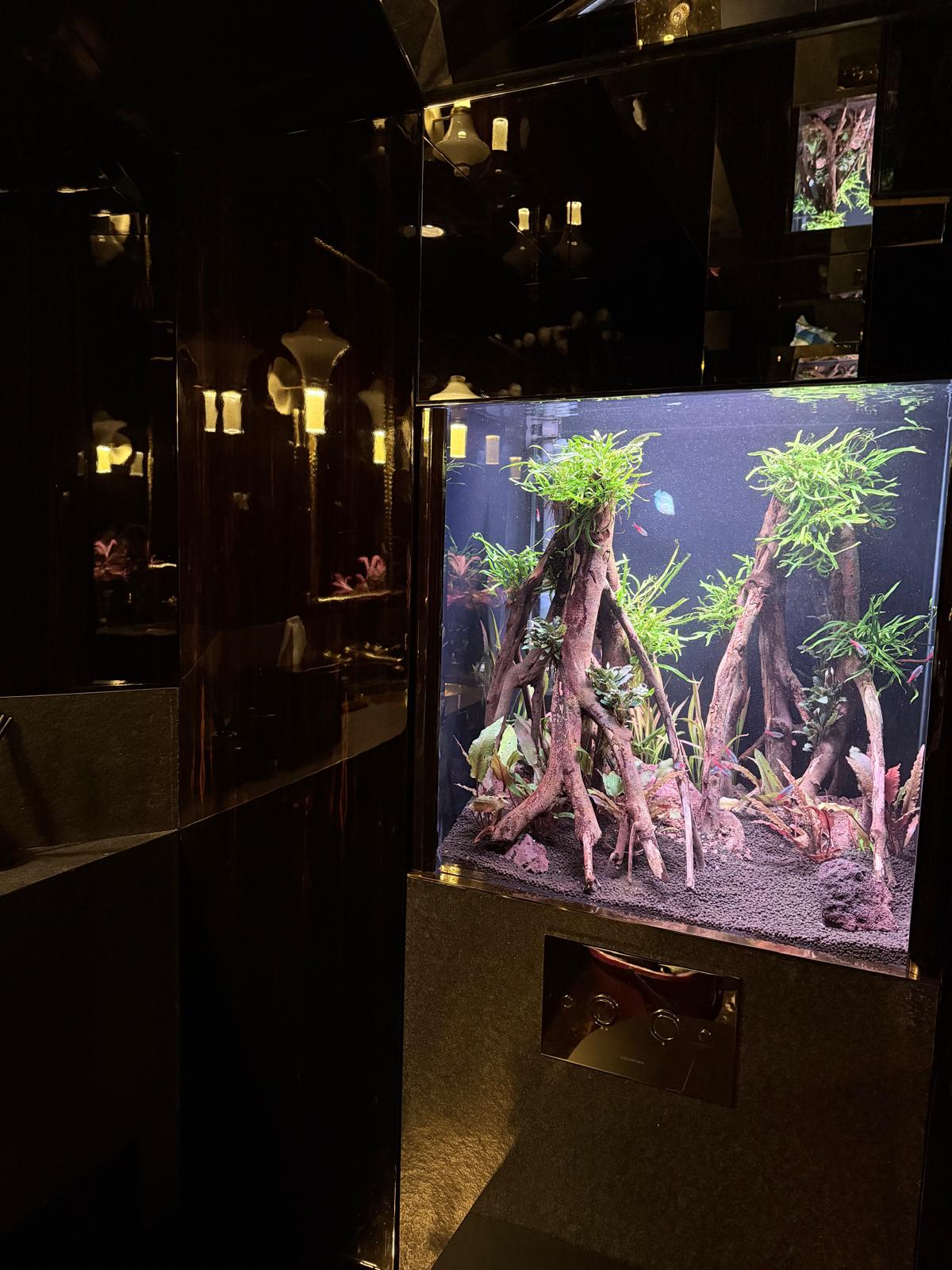 Aquarium planté de 60 litres intégré dans un mur, décor de racines et plantes épiphytes