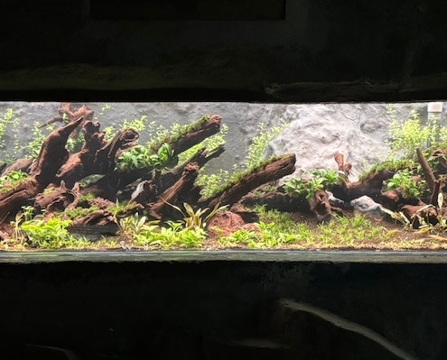 aquarium plante granville