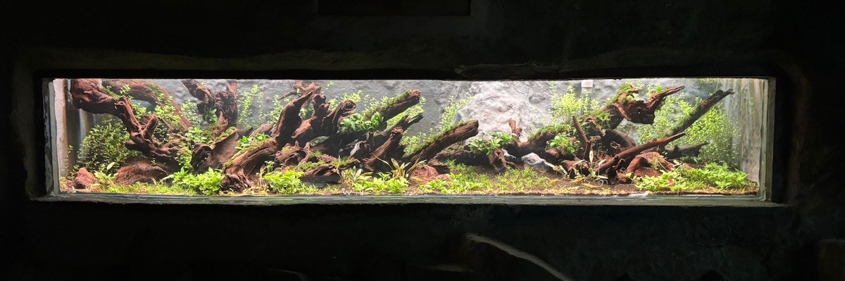 aquarium plante granville