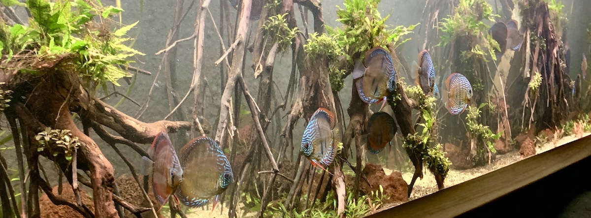 discus coeur du roc granville