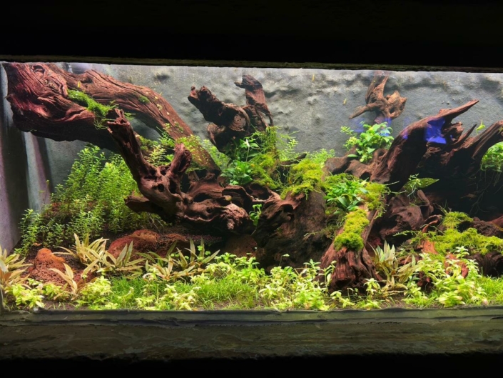 focus bac plante granville