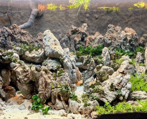 mountainscape planté