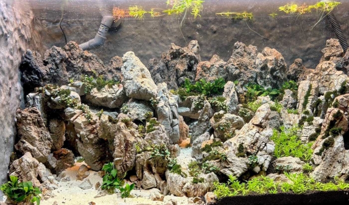 mountainscape planté