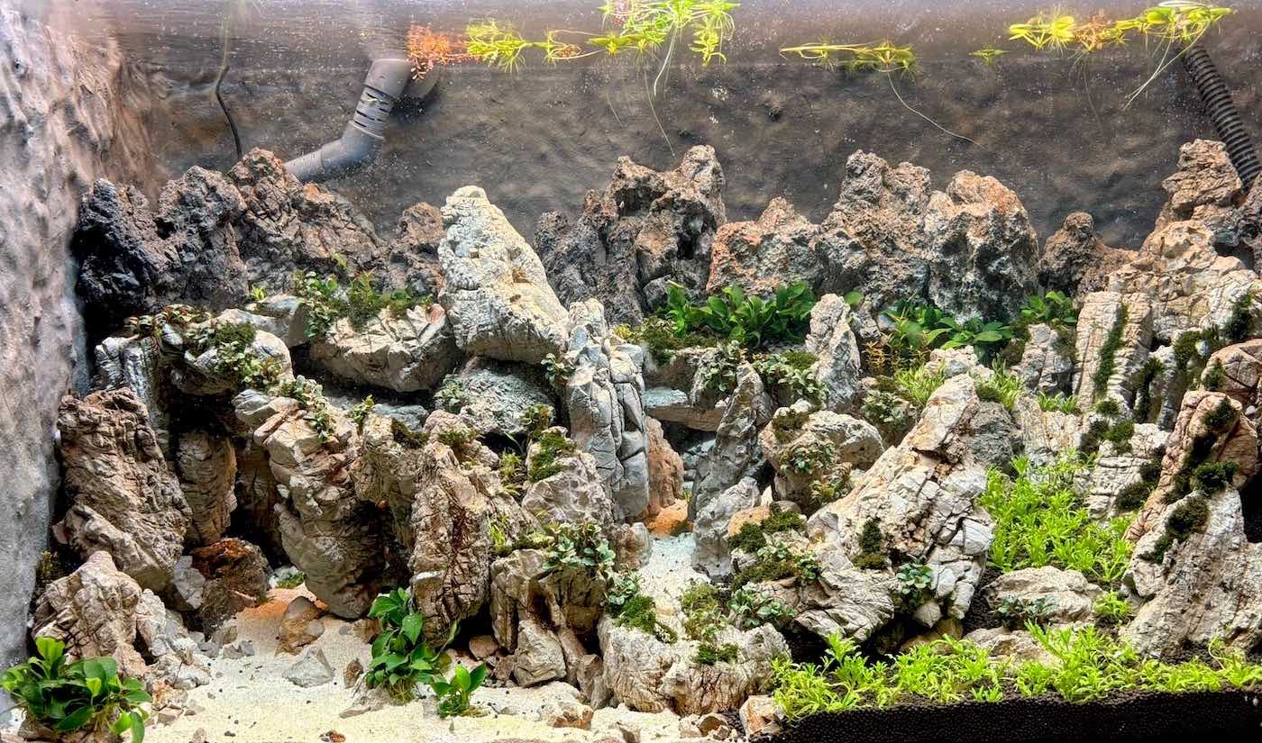 mountainscape planté