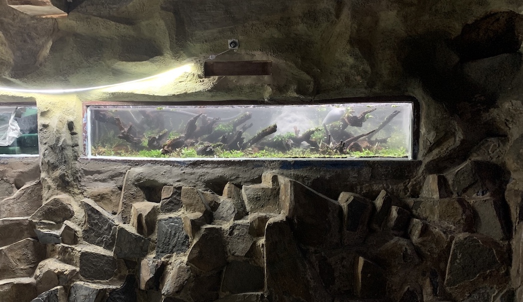 galerie aquariums roc des curiosites
