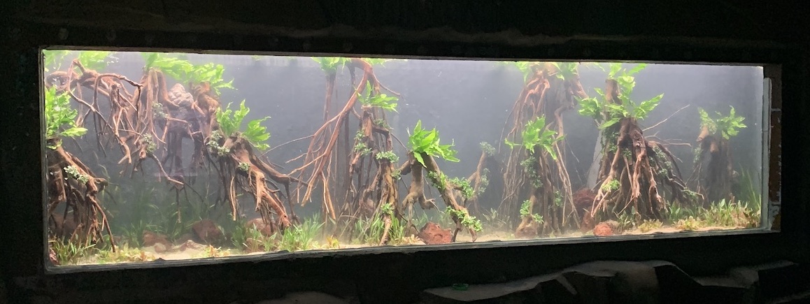 projet discus granville plante