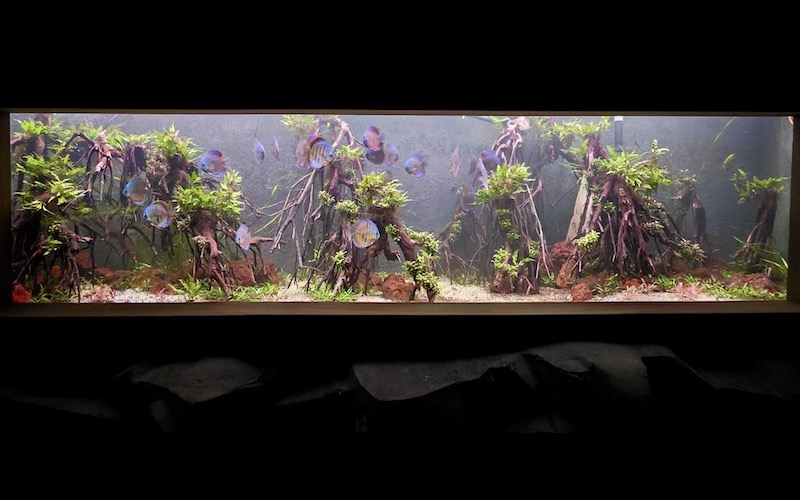 projet discus - musee aquarium granville