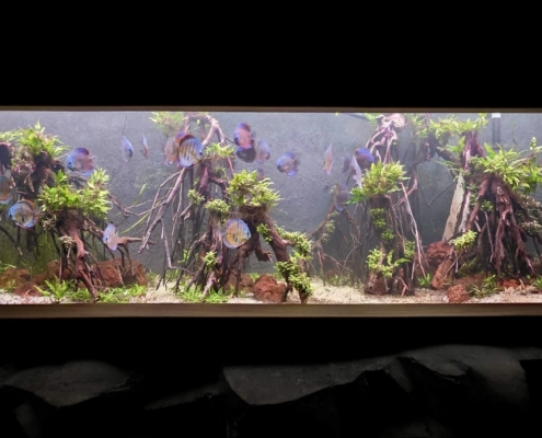 projet discus - musee aquarium granville