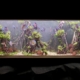 projet discus - musee aquarium granville