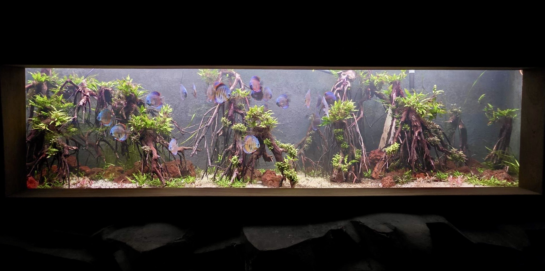 projet discus - musee aquarium granville