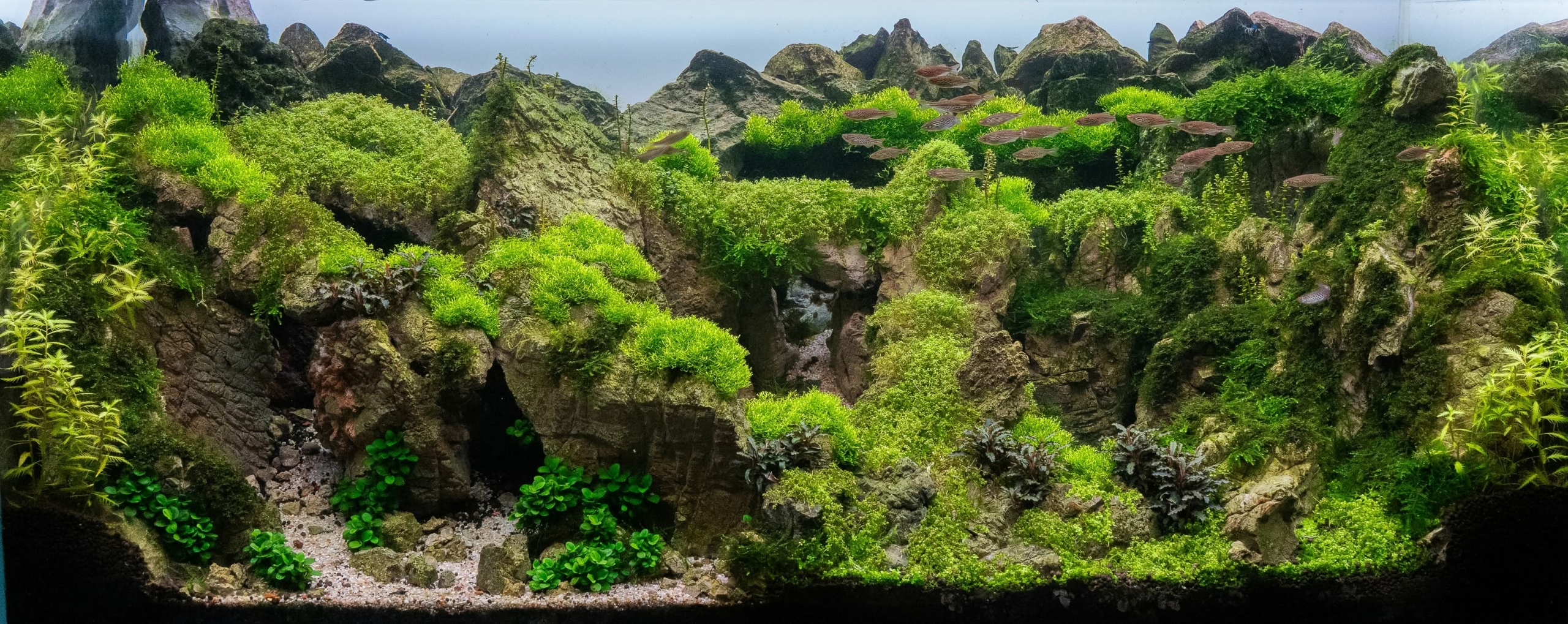 royaume de jade aquascaping aquarium